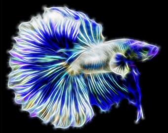 halfmoon betta etsy