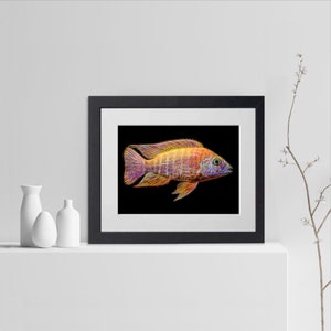 Könnte beinhalten: Ein gerahmter Druck eines bunten Fisches mit orange, gelben und violetten Farbtönen, im Lineart-Stil auf schwarzem Hintergrund dargestellt.