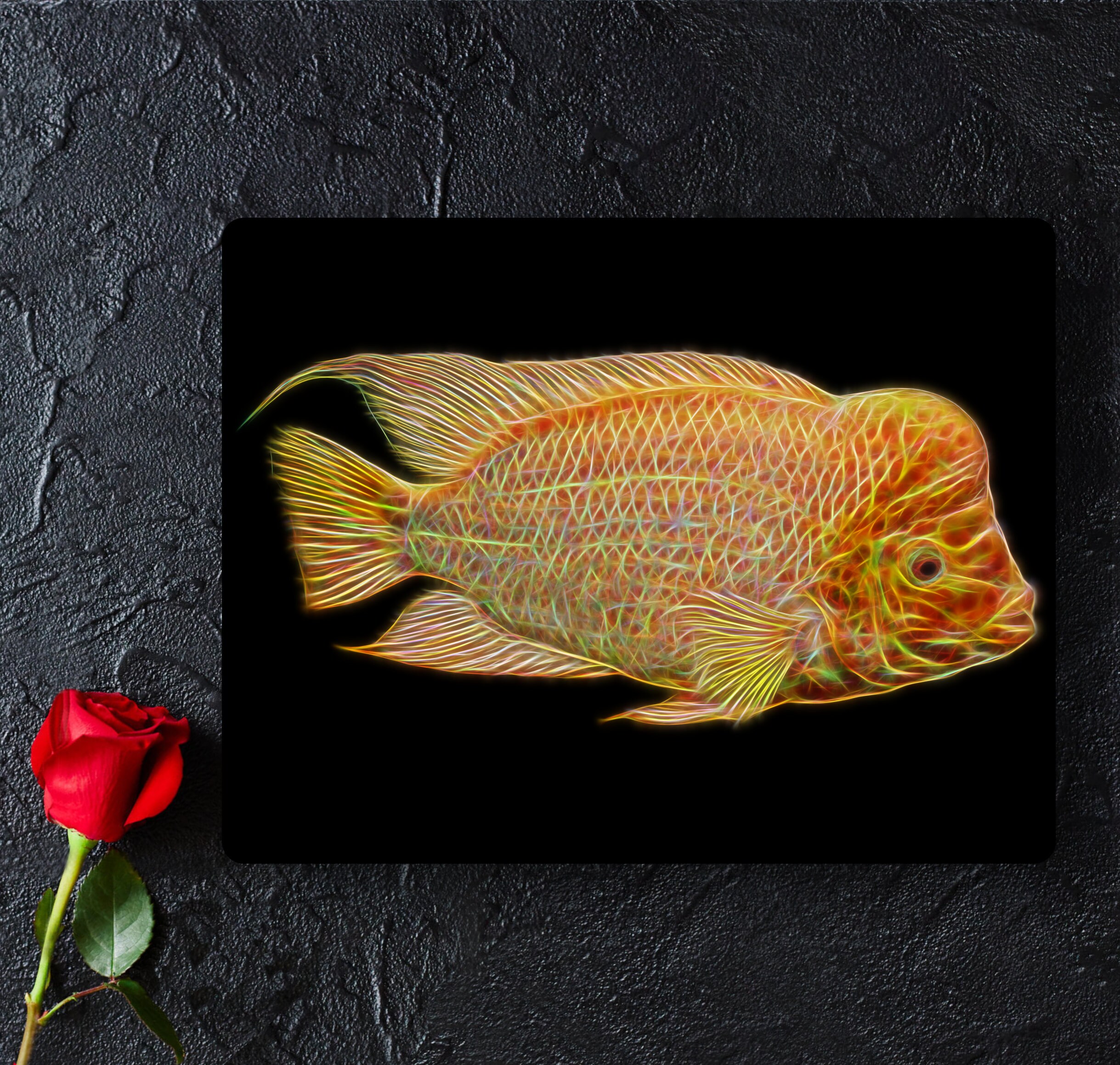 Midas Cichlid Print Amphilophus citrinellus