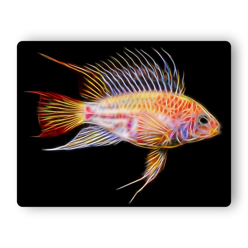 Apistogramma Cichlid Fish Fractal Art Aluminium Metal Wall Plaque. Gold Viejita