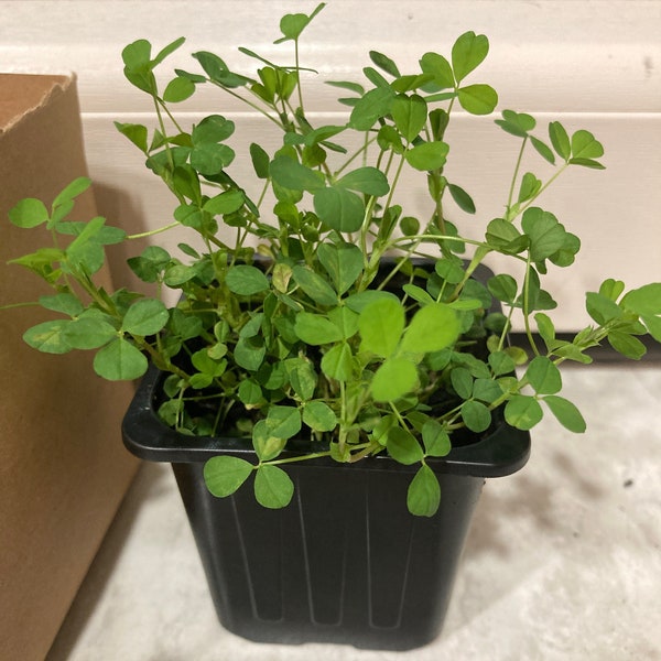 Irish Shamrock Seeds