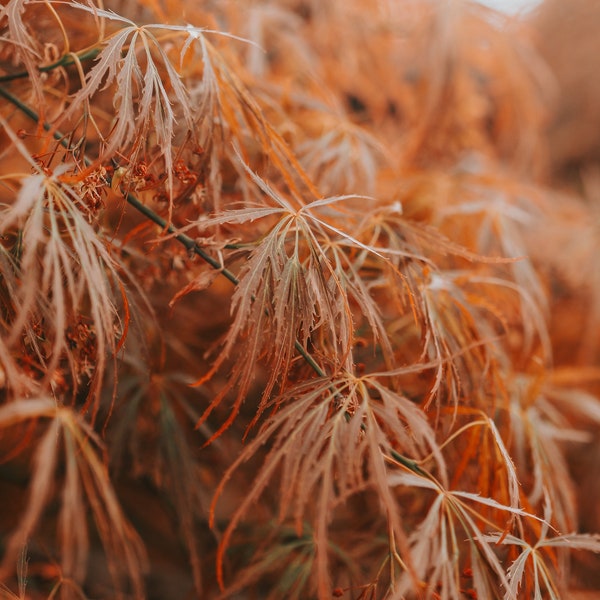 Download Kew Gardens Japanese Maple Tree Digital Postcard