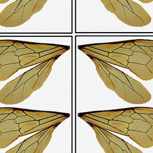 Extra Large Bee Wings