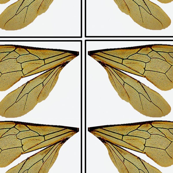 Bee Wings - Etsy