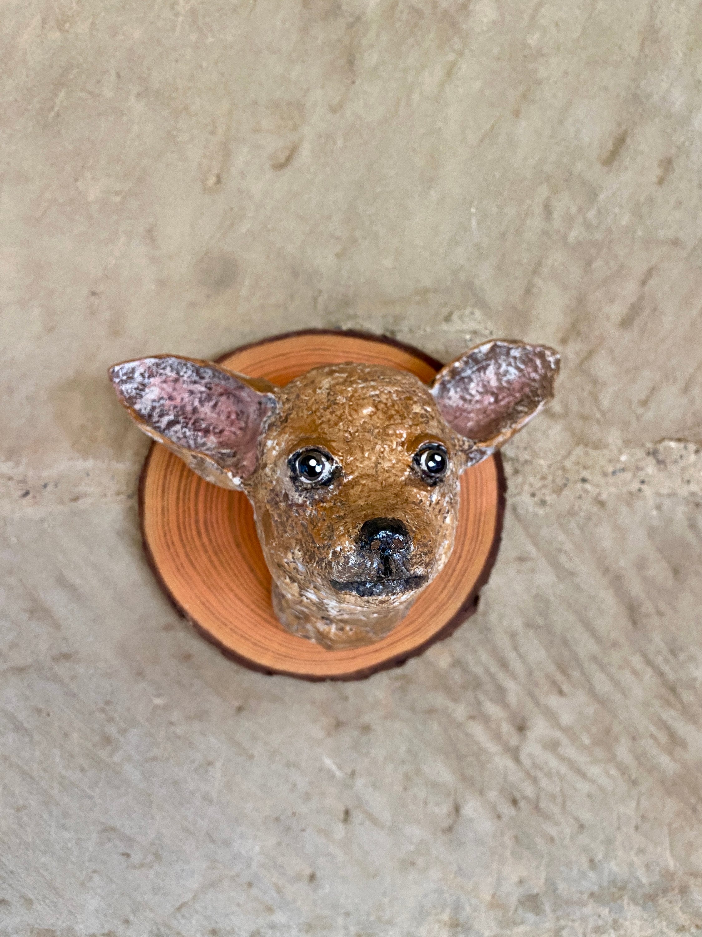 紙粘土のチワワの頭、偽トロフィー、偽剥製、チワワの肖像画、特注犬