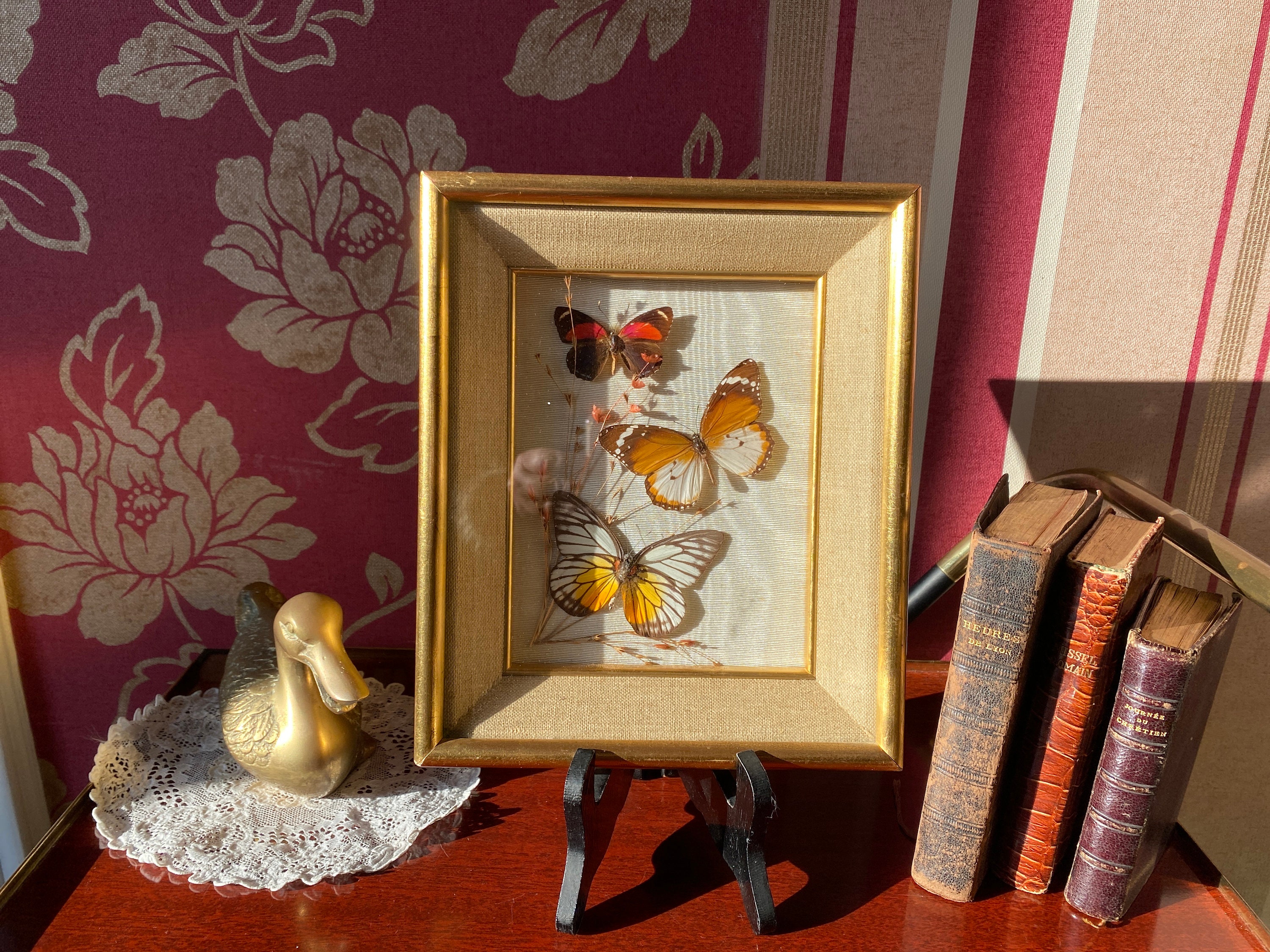 Papillon Naturalisé, Entomologie, Cadre Papillon, Taxidermie, Cabinet de Curiosité , Insecte, Fleurs