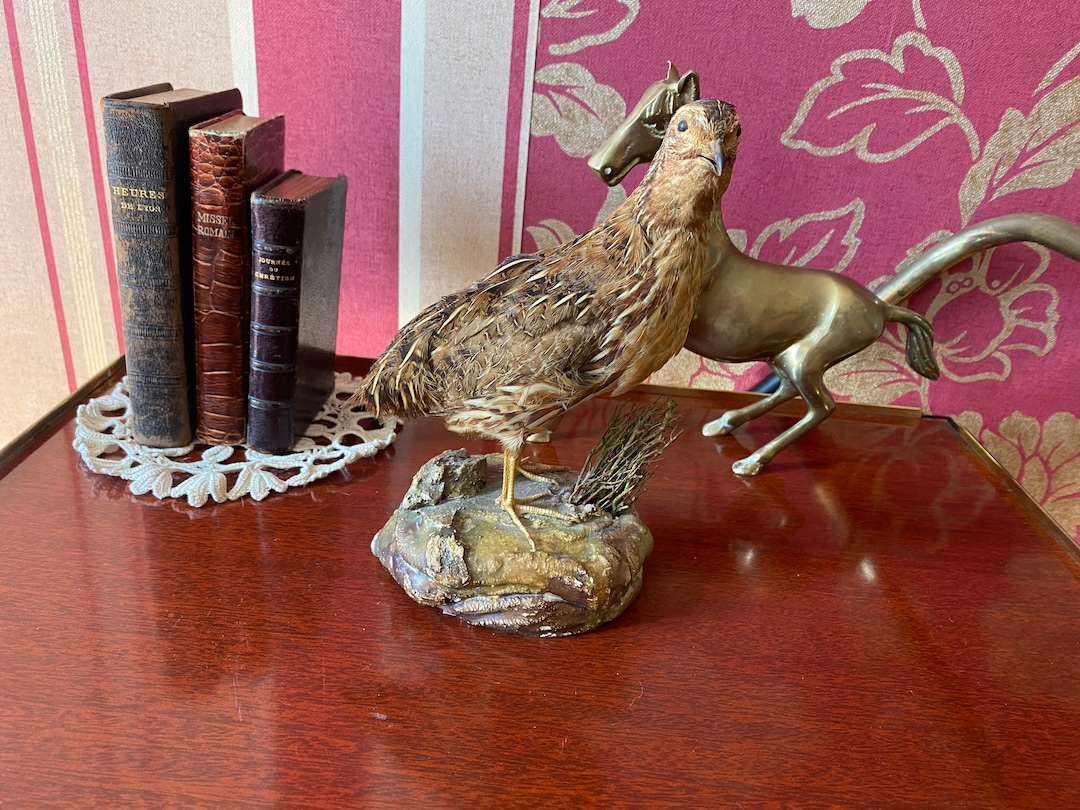 Corn Quail Taxidermy of Curiosities Stuffed Animal Etsy
