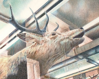 Red Deer, Chicago Field Museum, 8.25” x 12” (image size) giclée print. Deer/Wildlife Art/Museum/Nature Art/Chicago/Fine Art Prints