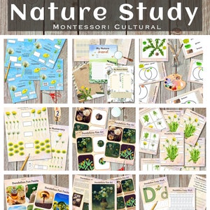 Dandelion Montessori Cultural Study Botany Anatomy Lifecycle Math Fine Arts