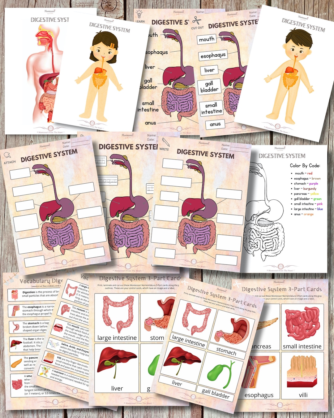 Digestive System Model - Human Biology for Kids