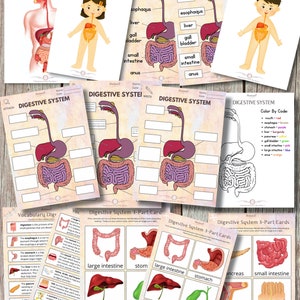 Digestive System Human Anatomy Kids Activities 18-page Printable