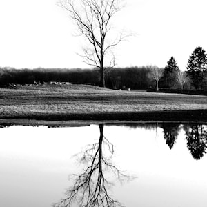 May include: A black and white photograph of a leafless tree standing in a field, with its reflection clearly visible in the calm water below. The scene includes a distant treeline and a stone wall, with the text PeterJRyanPhotography@gmail.com.