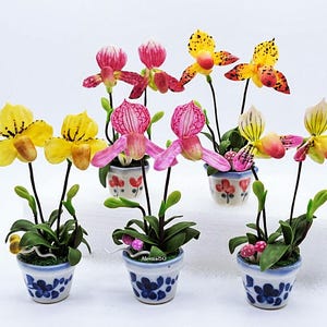 May include: Five miniature potted orchid plants with vibrant yellow, pink, and white petals. Each plant features green leaves and is housed in a small white ceramic pot decorated with blue or red floral patterns. The text Aleena50 is visible.