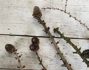 5 larch branches from 5 to 65 cm, larch branches with cones, natural decoration, natural larch, larch cones on the branch, natural larch decoration, larch branches, DIY