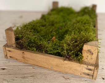 Vero muschio con scatola di legno vintage, muschio decorativo in vecchia scatola, muschio artigianale fai da te, muschio per tappeti, muschio per fioriere, muschio dalla Germania,