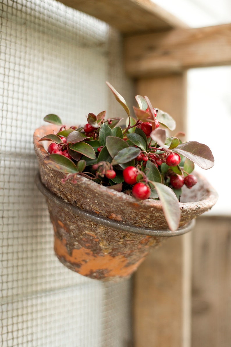 Topfring für Blumenzwiebelkiste, Zubehör für Blumenzwiebelkiste, Ring für Töpfe, Garten, Balkon, Blumen, Geschenkidee für Gärtner,Gartenhaus Bild 1