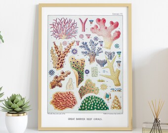 Branching Coral, Coral, Digital Download, Coral Poster, Coral Art, Vintage Science Art, Printable Art, Great Barrier Reef, Marine Biology