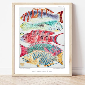 Parrot Fish, Coral Reef Poster, Digital Art, Downloadable print, Ichthyology, Science Art, Ocean, Coral Print, Marine Biology Gifts