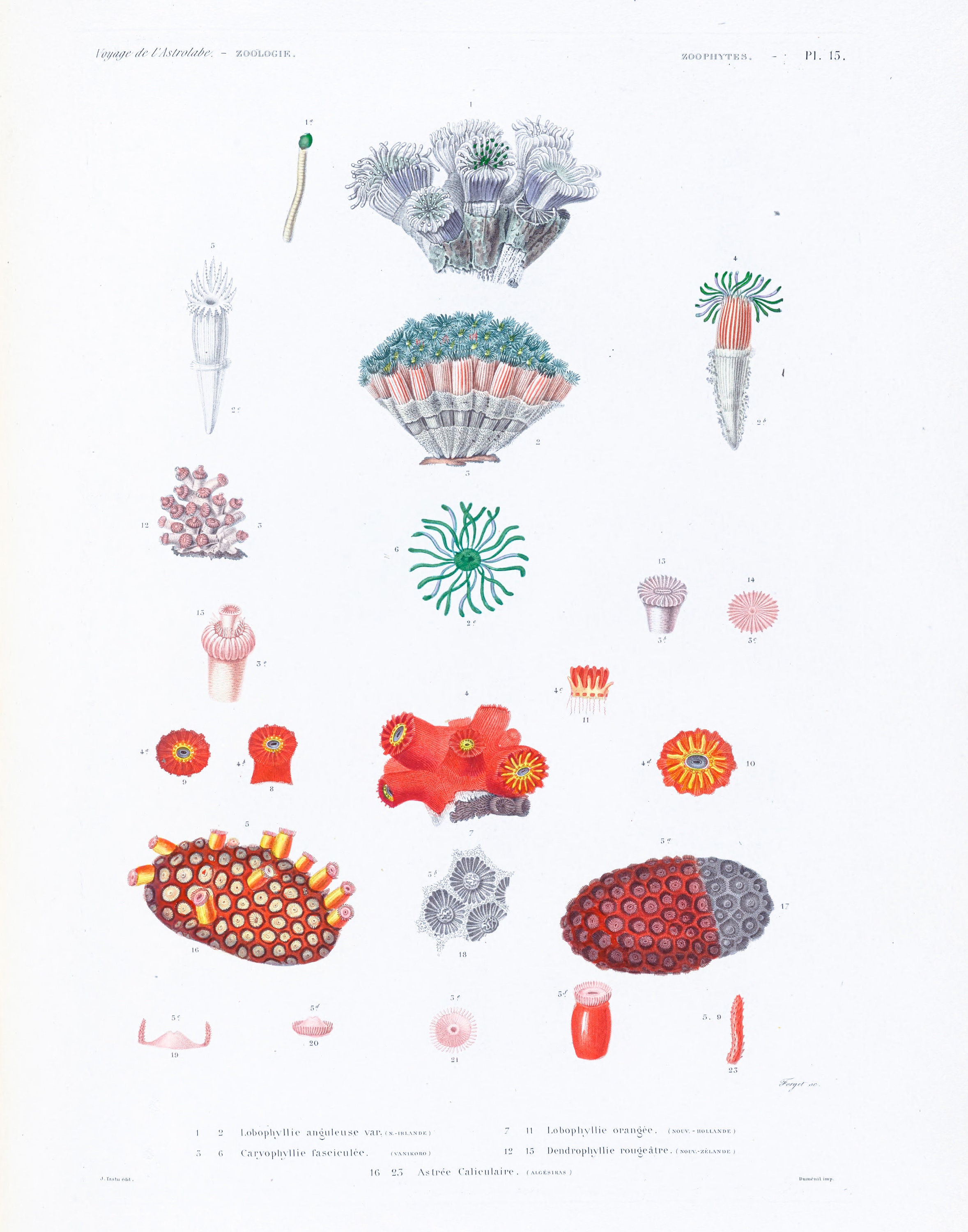 Coral Poster, Old Science Drawings, Coral, Marine Life, Ocean, Marine