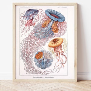 Qualle, Blaue Qualle, Vintage Zeichnung, Wissenschaftliche Zeichnung, Meeresbiologie, Ozean, Nautik, Wissenschaft, DIY, Sofort Download, DIY Poster
