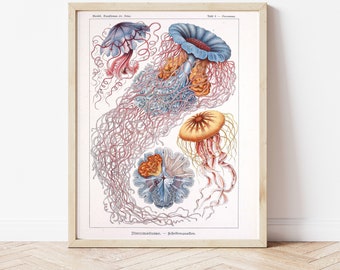 Jellyfish, Blue Jellyfish, Vintage Drawing, Science Drawing, Marine Biology, Ocean, Nautical, Science, DIY, Instant Download, DIY Poster