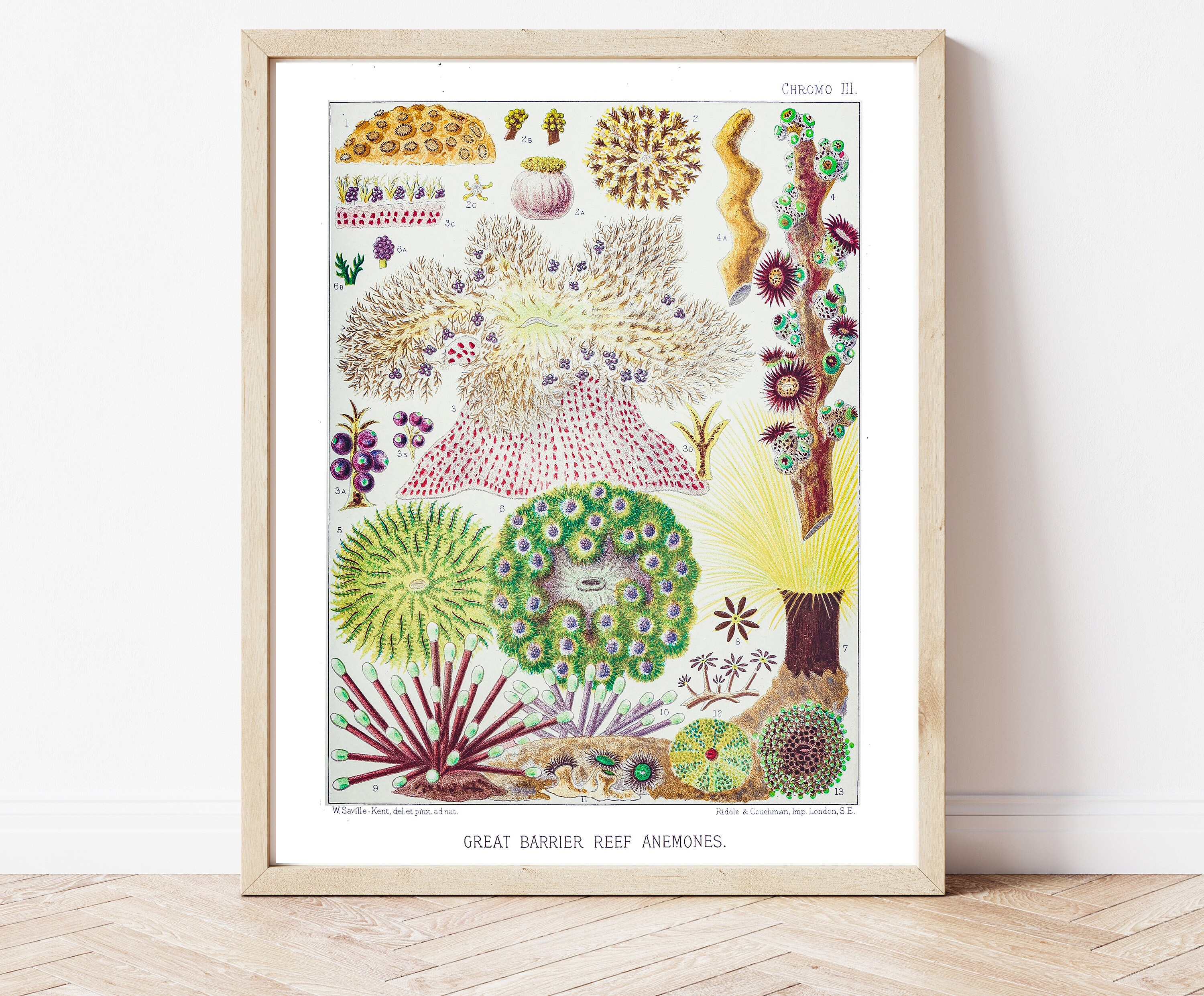 Zoanthids, Sea Anemone, Digital Download, Printable Art, Great