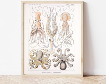 Octopus, Mollusc, Squid, Vintage Drawing, Science Drawing, Marine Biology, Ocean, Nautical, Science, DIY, Instant Download, DIY Poster