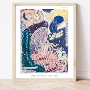Sea Cucumber, Science Art, Digital Art, Downloadable print, Coral Identification, Ocean, Coral Prints, Marine Biology Gifts,