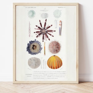 Erizo de mar, Erizo de lápiz, Vida marina, Descargar, Vida marina, Náutica, Póster de bricolaje, Imprimir en casa, Vintage, Biología marina, Ciencia,