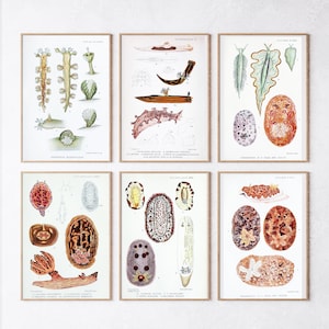 Vintage Science, Nudibranch, Digital Art, Biology Poster, Nudibranch Prints, Marine Biology Gifts, Six Printable Posters