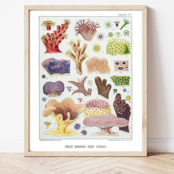 Plating Coral, Tubastrea, Digital Download, Coral Poster, Coral Art, Vintage Science Art, Printable Art, Great Barrier Reef, Marine Biology