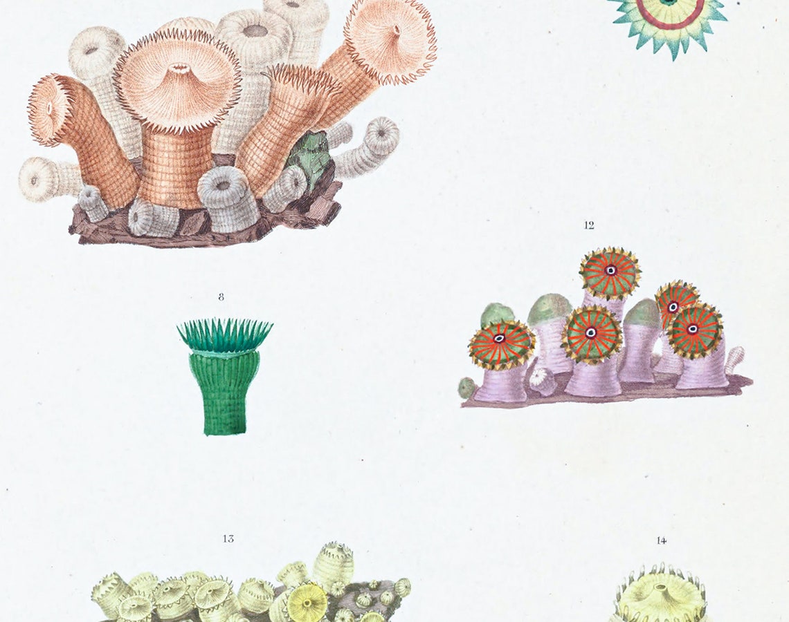 Zoanthid Poster Snake Polyps Marine Life Ocean Vintage Etsy