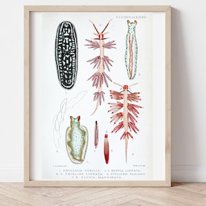 Wall Art, Sea Slug, Digital Art, Downloadable print, Science Art, Ocean, Nudibranch Prints, Marine Biology Gifts