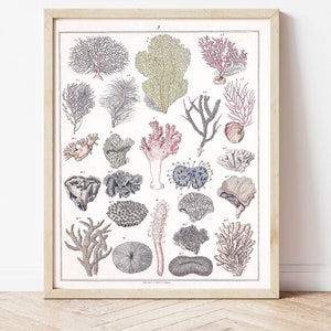 Coral, Coral Identification, Animal Kingdom, Biology Art, Vintage Science Poster, Coral Drawings, Ocean Theme Print