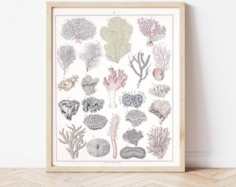 Coral, Coral Identification, Animal Kingdom, Biology Art, Vintage Science Poster, Coral Drawings, Ocean Theme Print