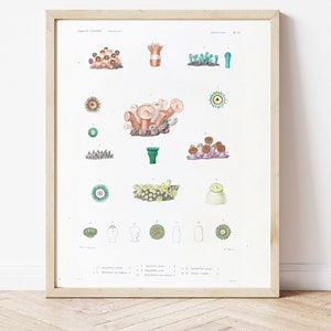 May include: A vintage botanical illustration of various types of sea anemones. The illustration is in color and features detailed drawings of the anemones in different stages of development. The text "Actiniae" is printed at the top of the illustration.
