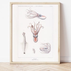 Science art drawings, Cephlapods, Octopus and Squids, Nautical Theme Art, Digital Art, Print At Home, Instant Download, Marine Biology