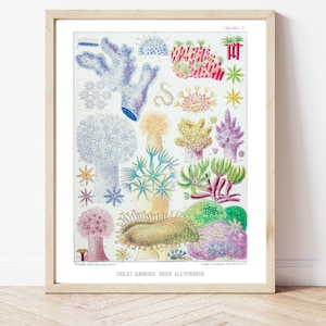 Puede incluir: Una impresión vintage enmarcada con ilustraciones coloridas de varias especies de coral. La obra de arte, titulada "Great Barrier Reef Alcyonaria", muestra dibujos detallados en tonos azules, rosas, amarillos y verdes, con etiquetas científicas y un marco de madera clara.