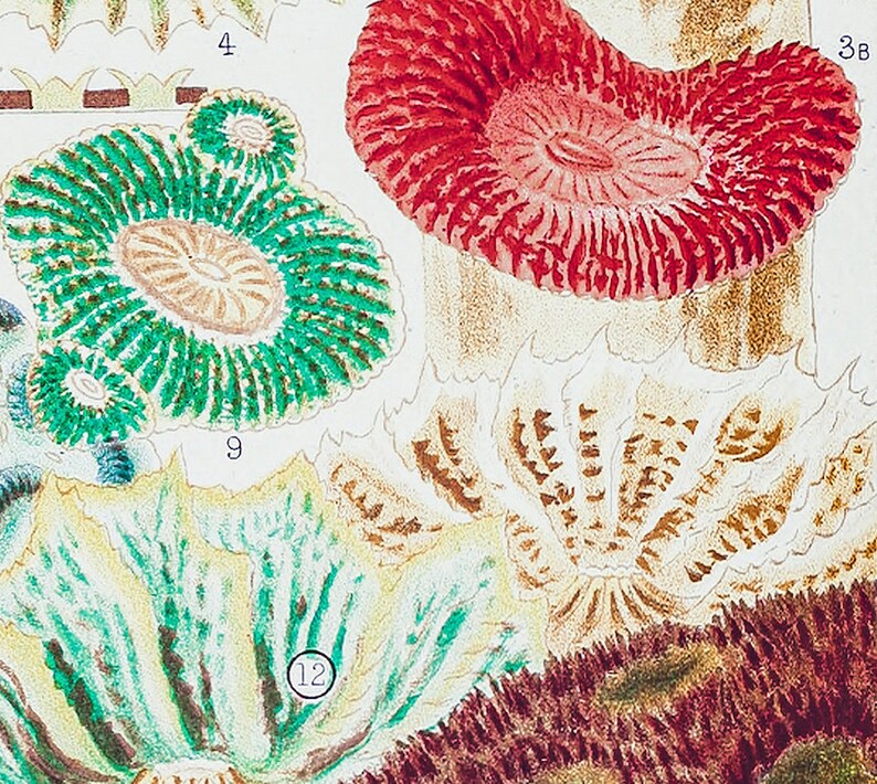 Hard Corals Coral Identification Digital Download Coral Etsy