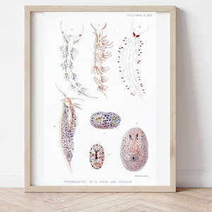 Nudibranch, Sea Slug, Digital Art, Downloadable Print, Science Art, Ocean, Nudibranch Prints, Marine Biology Gifts, Six Printable Posters