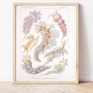 Nudibranch, Sea Slug, Vintage Drawing, Science Drawing, Marine Biology, Ocean, Nautical, Science, DIY, Instant Download, DIY Poster