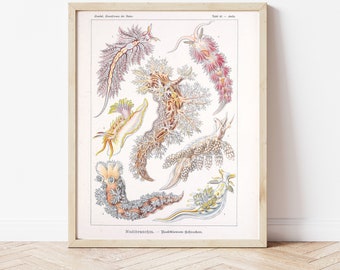 Nudibranch, Sea Slug, Vintage Drawing, Science Drawing, Marine Biology, Ocean, Nautical, Science, DIY, Instant Download, DIY Poster