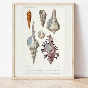 Sea Shell, Spiral Shell, Download, Shell Art, DIY Poster, Print At Home, Nautical, Ocean, Marine Life, Vintage, Marine Biology, Science,