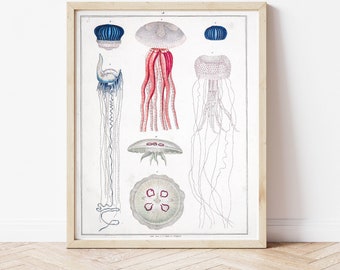 Natural history, animal kingdom, Jellyfish, Medusa, Blue Jellyfish, Jellyfish Tentacles, Biology Art, Vintage Jellyfish, Science Poster