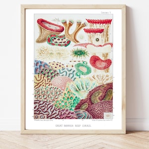 Koralle, Korallen Identifikation, Digitaler Download, Korallen Poster, Korallen Kunst, druckbare Kunst, Koralle, Great Barrier Reef, Meeres biologie