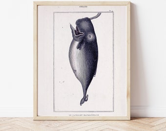 Natural History, Cetaceans, Whales, Dolphins, Home Decor, Nautical, Ocean, Vintage Ocean Poster, Science Art, Marine Biology, Science Art