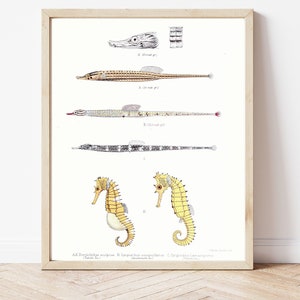 Seahorse, Pipefish, Syngnathids, Download, Home Decor, DIY Poster, Print At Home, Vintage Art, Vintage, Marine Biology, Science Drawings image 1