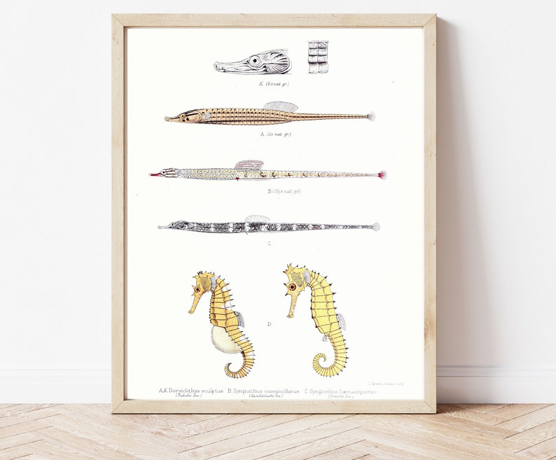 Seahorse, Pipefish, Syngnathids, Download, Home Decor, DIY Poster, Print At Home, Vintage Art, Vintage, Marine Biology, Science Drawings image 1