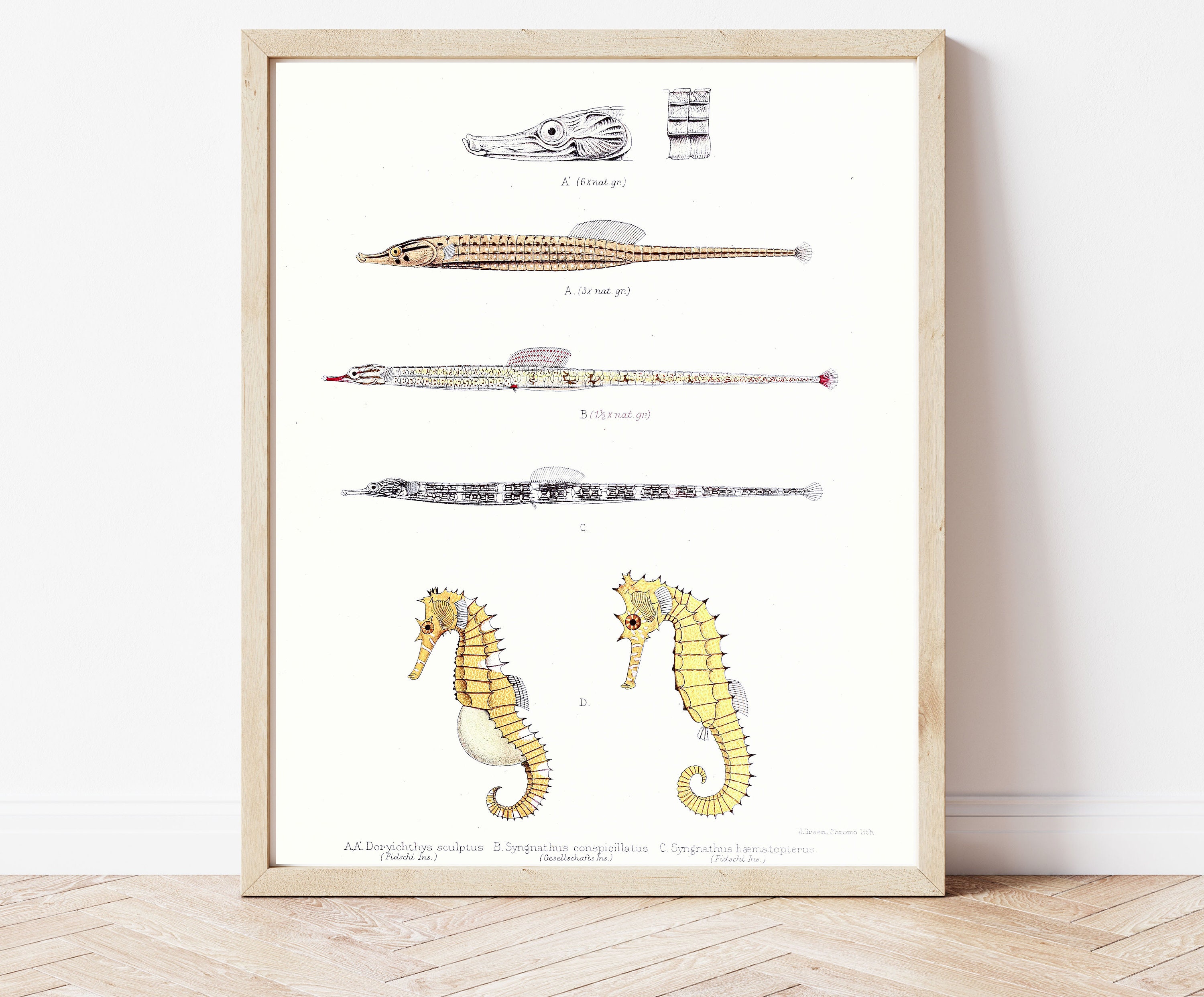 Seahorse, Pipefish, Syngnathids, Download, Home Decor, DIY Poster, Print At Home, Vintage Art, Vintage, Marine Biology, Science Drawings