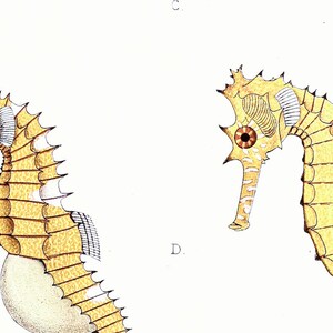 Seahorse, Pipefish, Syngnathids, Download, Home Decor, DIY Poster, Print At Home, Vintage Art, Vintage, Marine Biology, Science Drawings image 2